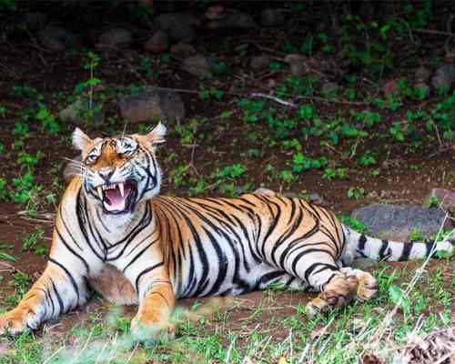 Scope And Opportunity For Growth Of Ecotourism In India